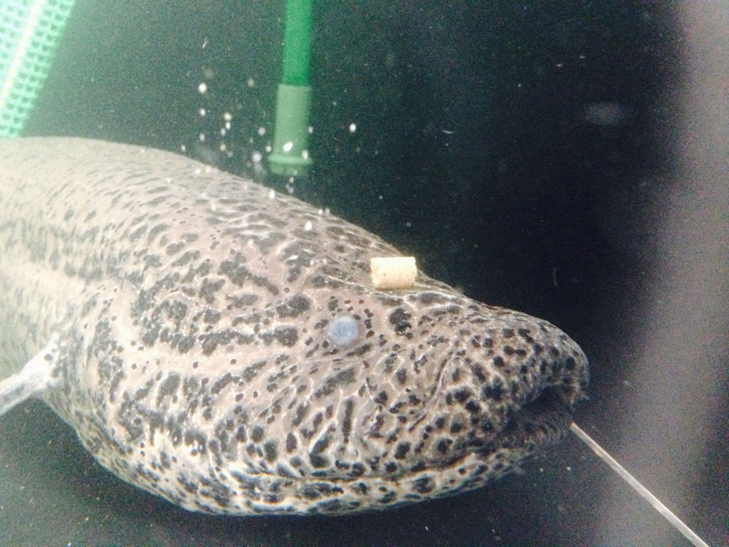 北の大地の水族館 山の水族館 肺魚先輩 おでこにペレット乗っとるよw 山の水族館 北の大地の水族館 肺魚 かわいい 生き物 T Co 5egxlartal Twitter