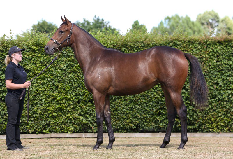 RussellWarwick2's tweet photo. Been a gd week for winners off the farm with #Dont Look Back (pic) making it 3 in 3 days. @BaramulStud @KarakaChat https://t.co/3LBLRDHudR