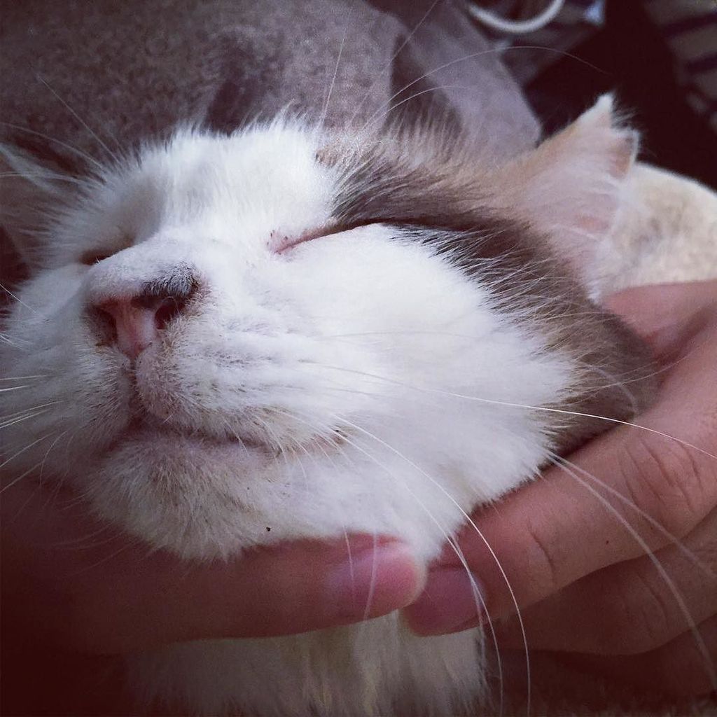 556cats's tweet photo. That feels good.

#cat #catlover #goodfeeling #fiv #ねこ #猫 #気持ちいい https://t.co/YlhCSlXLoB https://t.co/yrrwp9KE0Y