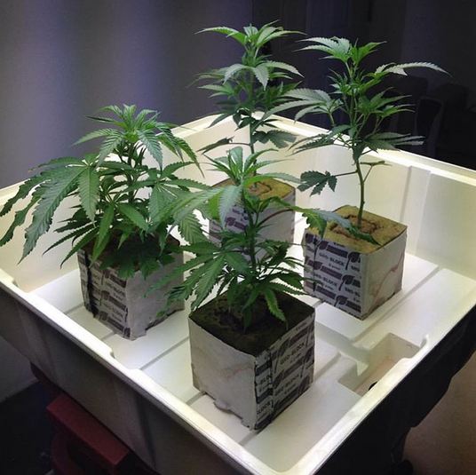 RWwholesale's tweet photo. Vegging in Gro-Blocks
#groblock #rockwool #grodan #horticulture #indoorgarden #growtent #greenhouse #agriculture https://t.co/3wSvE4RgCd