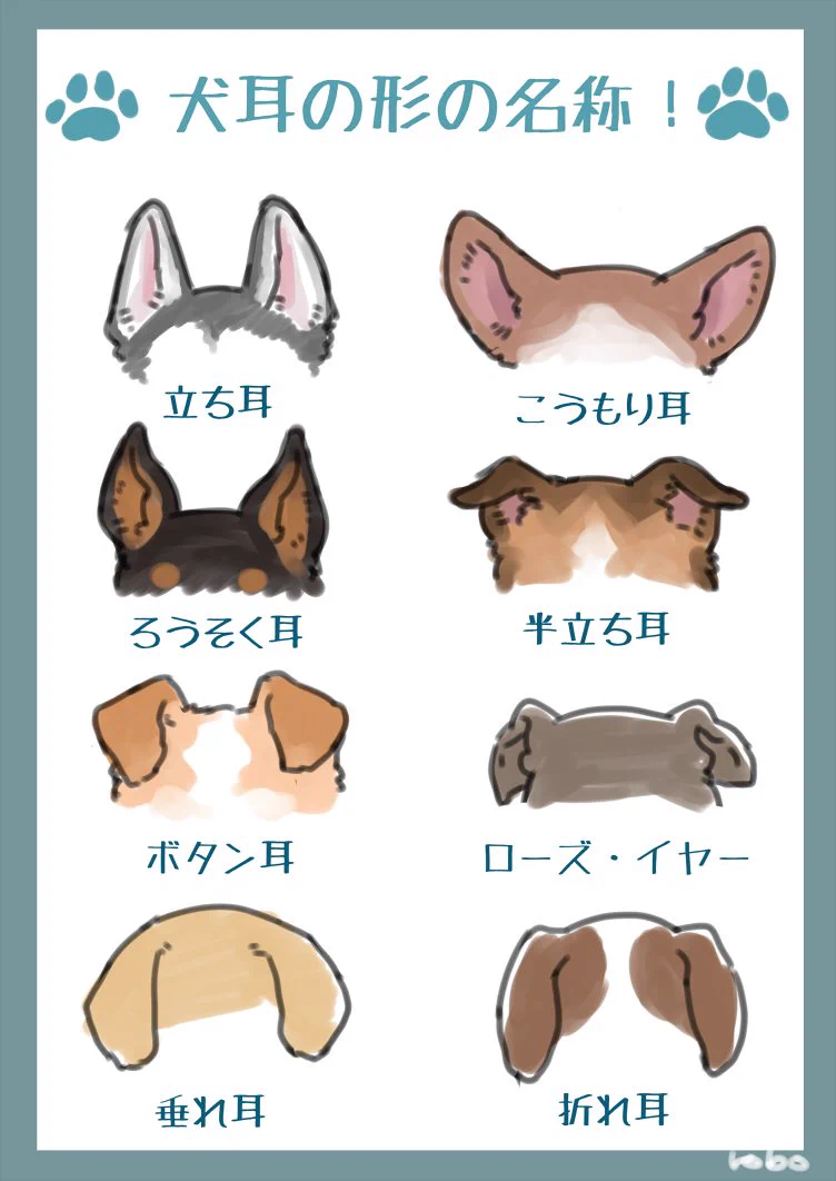 いくつ知ってる？ワンコの耳や尻尾の名称まとめ
