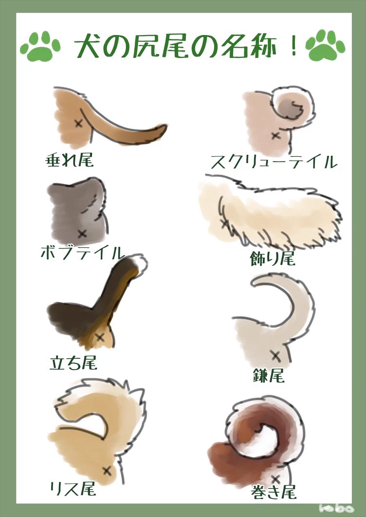 いくつ知ってる？ワンコの耳や尻尾の名称まとめ