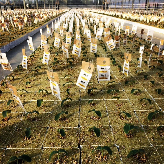 RWwholesale's tweet photo. Plantops making Magic
#rockwool #plantops #rockwoolblocks #horticulture #greenhouse #agriculture #indoorfarm https://t.co/xAws9gigZe