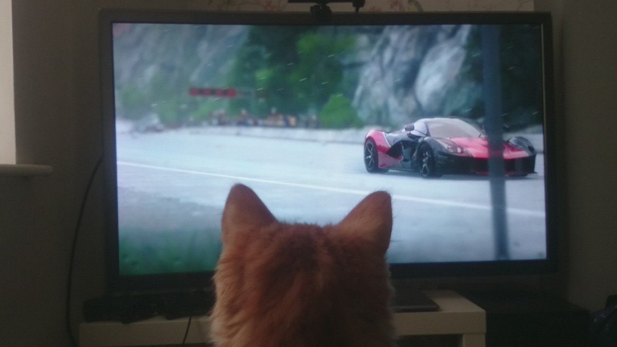 JebusOfGazareth's tweet image. @DRIVECLUB has a new fan it seems. Meet Mouse, he appears to like @Ferrari the most. #catcopilot