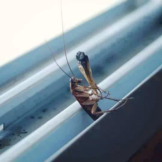 Roachnigga_'s tweet photo. @LazerzNeverDie Just finished one about to roll another...whats poppin https://t.co/X6rVF3v7ys