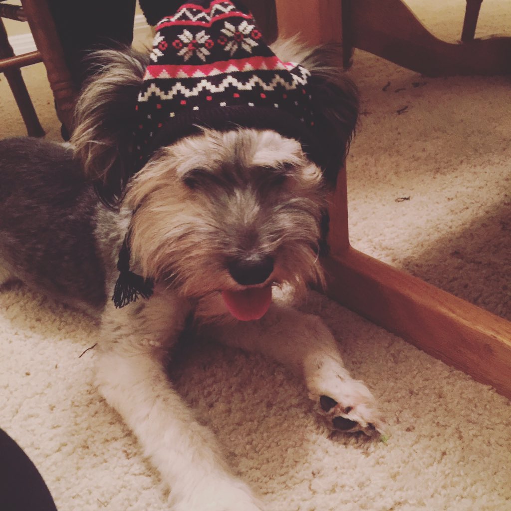 mariamayne_'s tweet photo. Seasons greetings from Dobby! 🐶🎅🏽#WhenYourDogIsFlyerThanYou https://t.co/zPYNsqJ8vy