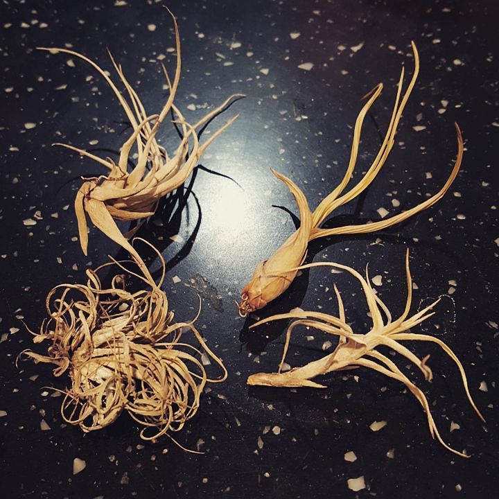 chrissev's tweet photo. I couldn't even keep these waterless plants alive #whydoeseverythingiloveleaveme #greenthu… https://t.co/FHPLwdlmt6 https://t.co/E7atOkKq3n