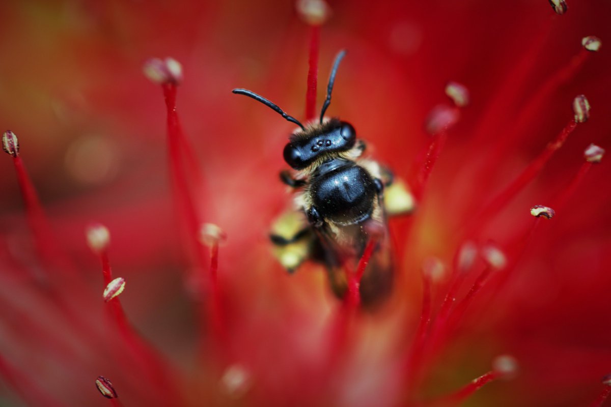 anna_kokeny's tweet photo. Thanks to local possum control, more #nativebees can forage on the flowers of the NZ Christmas tree -  #Pohutukawa https://t.co/yweqH0IcMl