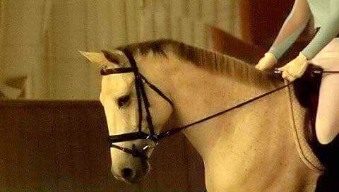 EQPpics's tweet photo. Post by photographybyjosh: #Dressage #Contact #OnTheBit #TrainingScale  #Ellie #EllieMae #Equestrian #EquinePhotogr… https://t.co/ujs5fEa3ol