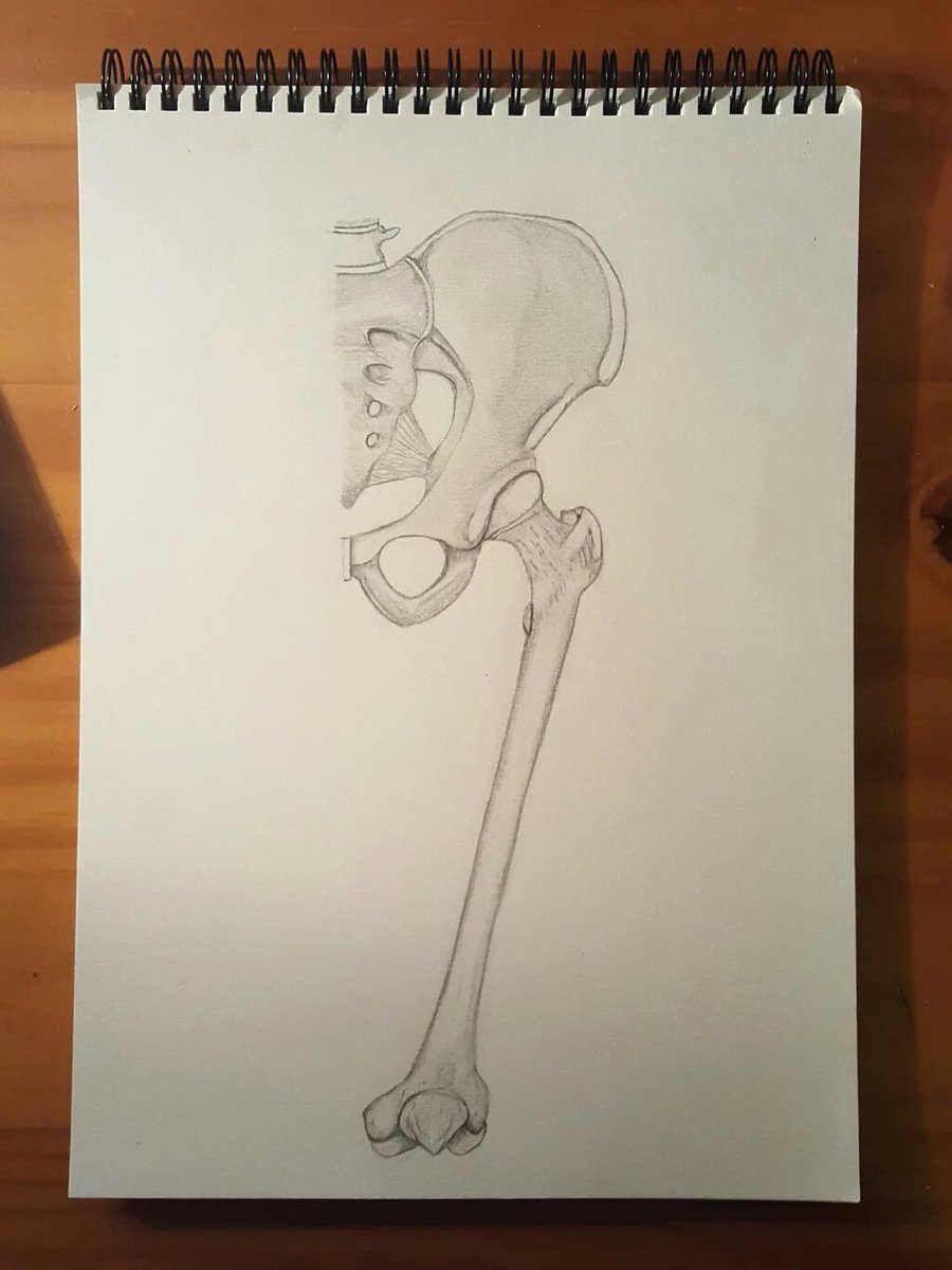 prof_keenan_'s tweet photo. Well done to all three of our #lowerlimbweek winners for their excellent anatomy learning creations! #TSMLL #TSMkey https://t.co/bHxdoQK1Tm