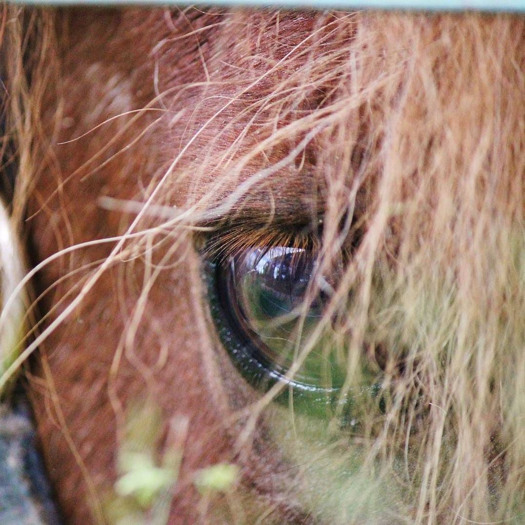 EQPpics's tweet photo. Post by wirliebenpferde: Kuckuck 🙈
#pferd #pferde #pferdeschoenheiten #europaspferde #reiten #pony #chevat #horse … https://t.co/IFD5FkHz2d