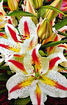 No šodienas Jaunais sīpolpuķu piedāvājums jau pasūtāms mūsu mājaslapā.Sūtām pa pastu. stadisim.lv