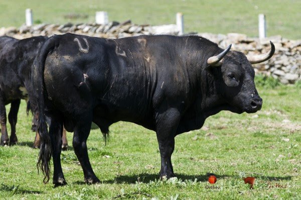 YFlorenza_Toros's tweet photo. #Orthez - Un toro de Hoyo de la Gitana y un novillo de El Retamar resenados. 
Fotos : Comision Taurina de Orthez https://t.co/n4zXLFdoe8