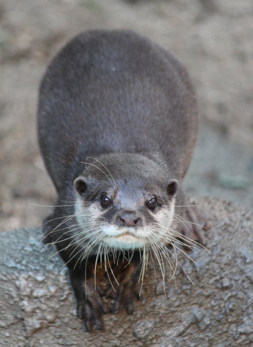 otter_bot's tweet photo. https://t.co/F66o6mywuu
