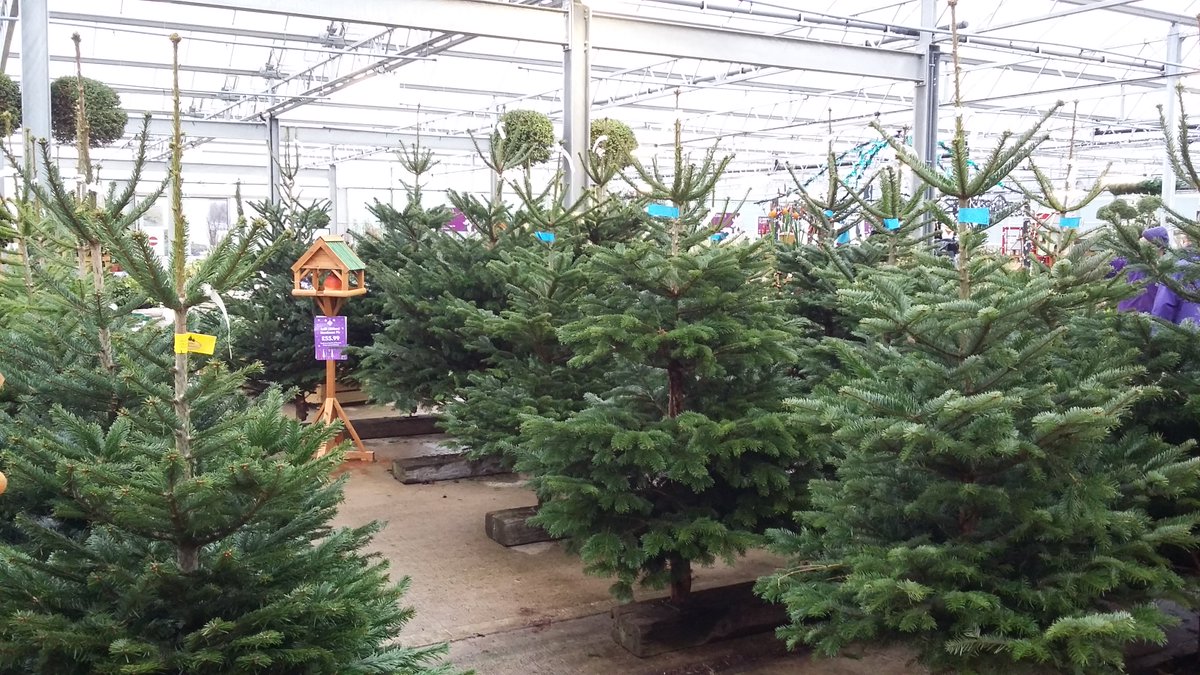 Fresh Christmas trees are available at Pennells, Nordmann Fir and Norway Spruce in a variety of sizes.