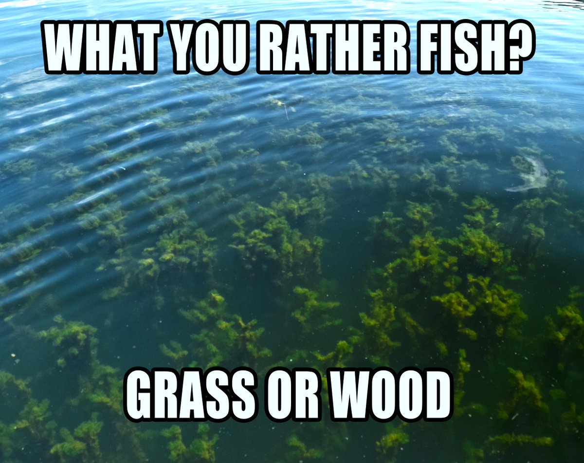 What's your answer?

#grass
#wood
#bassfishing