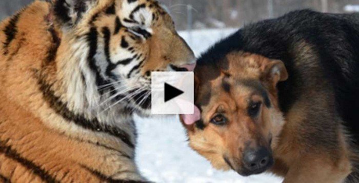la100fm's tweet photo. ¡Mejores amigos! La tierna amistad de un tigre y un perro ► https://t.co/y5vrxeEvfx https://t.co/vAWOlbV8gO