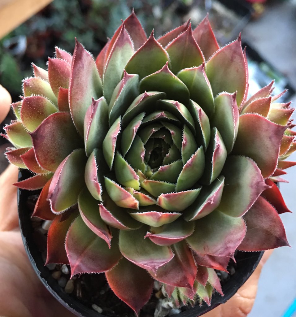 LLGSNC's tweet image. #sempervivum #variegated Hope its stable ^___^ #succulent #plant