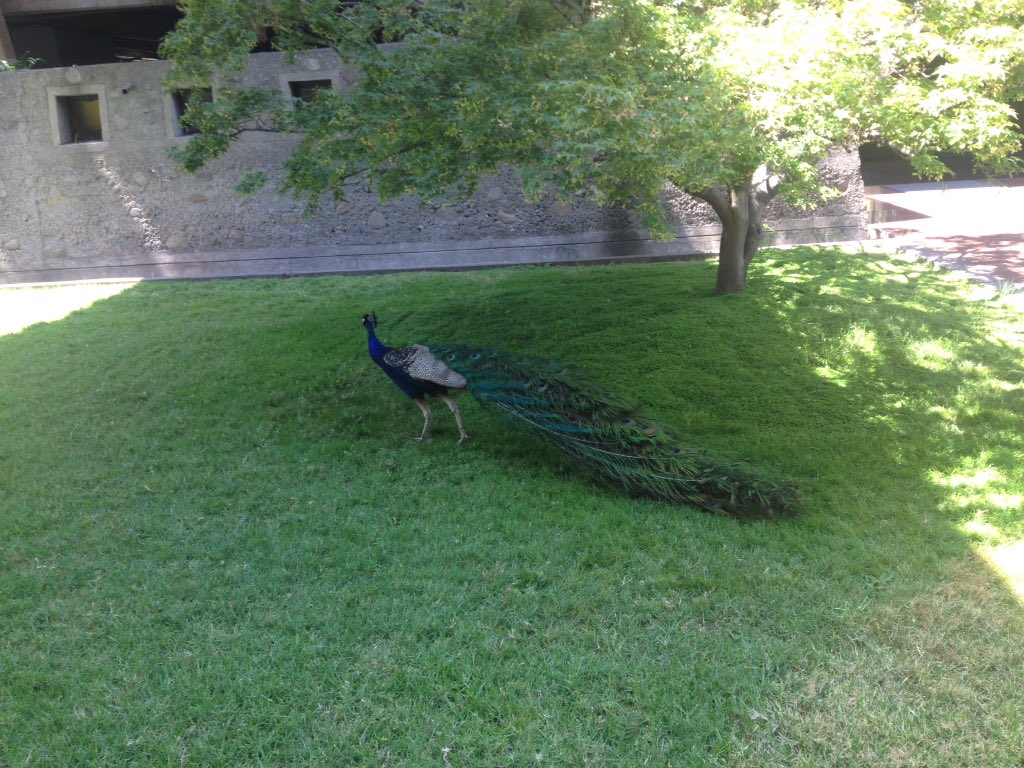 Doakym's tweet image. Pavo real u-uuuuh pavo real u-uuuh 🎤 #DrupalCampChile2015 #Drupal