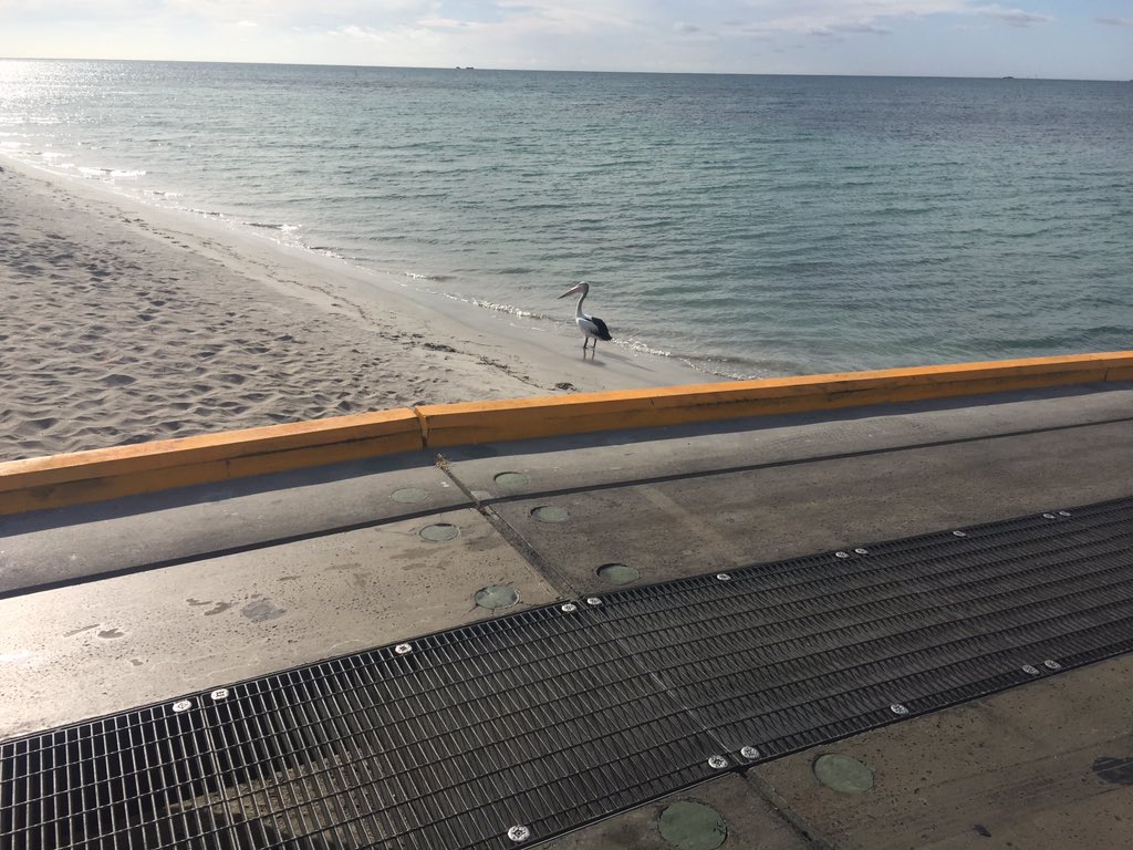 Making friends with the pelican down at the boat ramp.