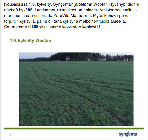 hankkijafi's tweet image. Nousiaisissa 1.9. kylvetty #Wootan syyshybridiohra näyttää hyvältä. #Syngenta #Amistar #YaraVitaMantrac. Seurataan!