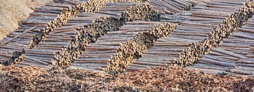 RnfrstAll_UK's tweet image. #Romania is struggling to stop illegal loggers from destroying old growth #forests bit.ly/1Qz2Zds @MongaBay