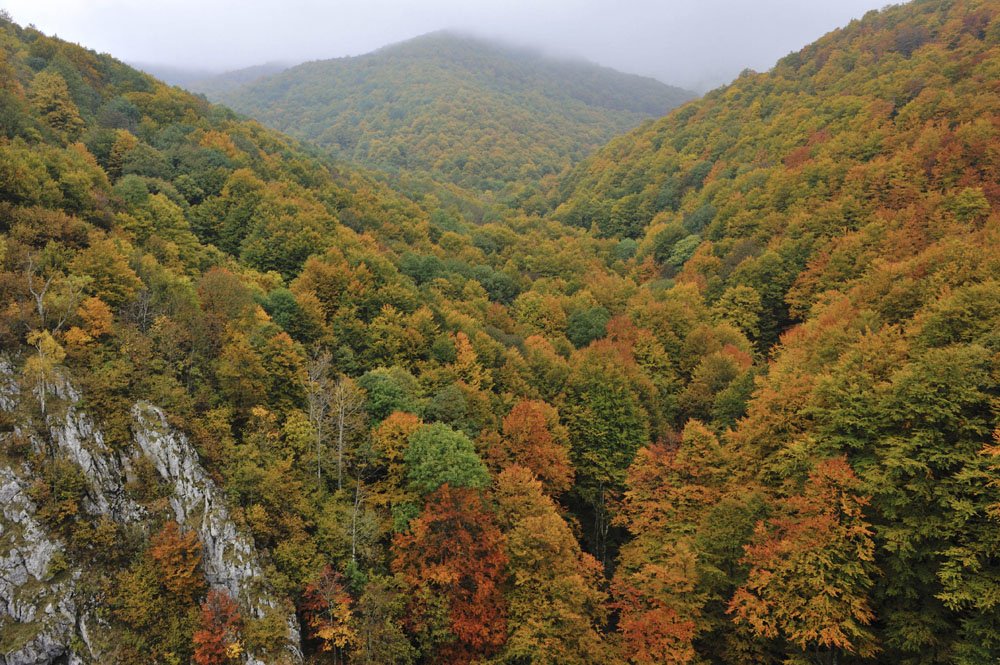 RnfrstAll_UK's tweet image. #Romania is struggling to stop illegal loggers from destroying old growth #forests bit.ly/1Qz2Zds @MongaBay