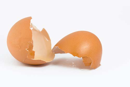 Avizandum_Birds's tweet photo. A good article on the benefits of feeding egg shell to your birds. 
https://t.co/SnjVk69at9 https://t.co/JWzVsQrJjR