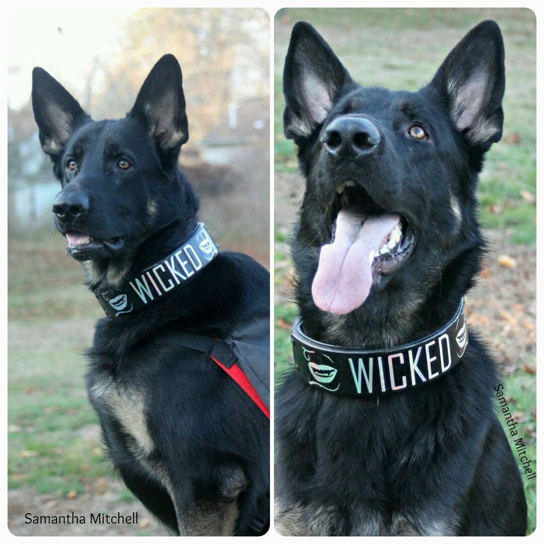FxCollars's tweet photo. We recently made a bespoke collar for Wicked who is a service dog in the US. A special collar for a very special boy https://t.co/zyM7Uwy01x
