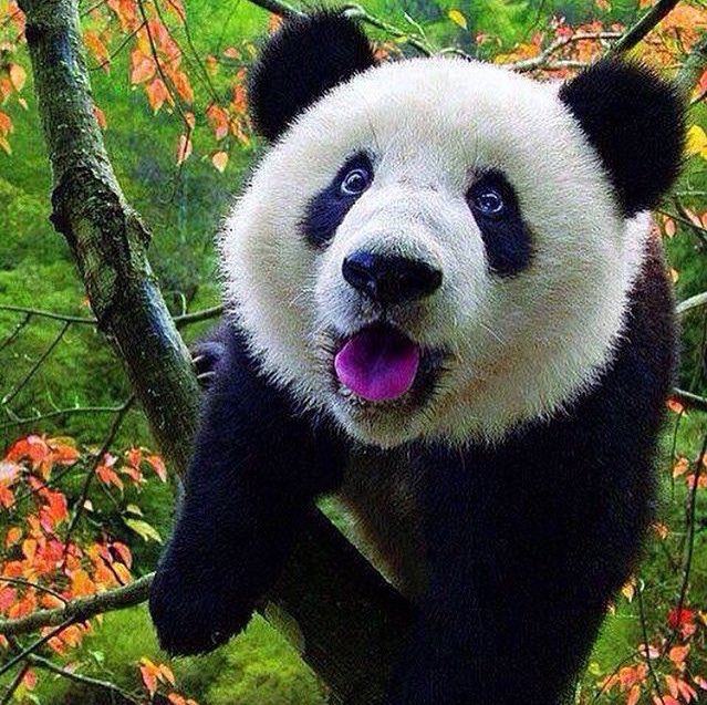 Anne valla boyalı şeker yemedim