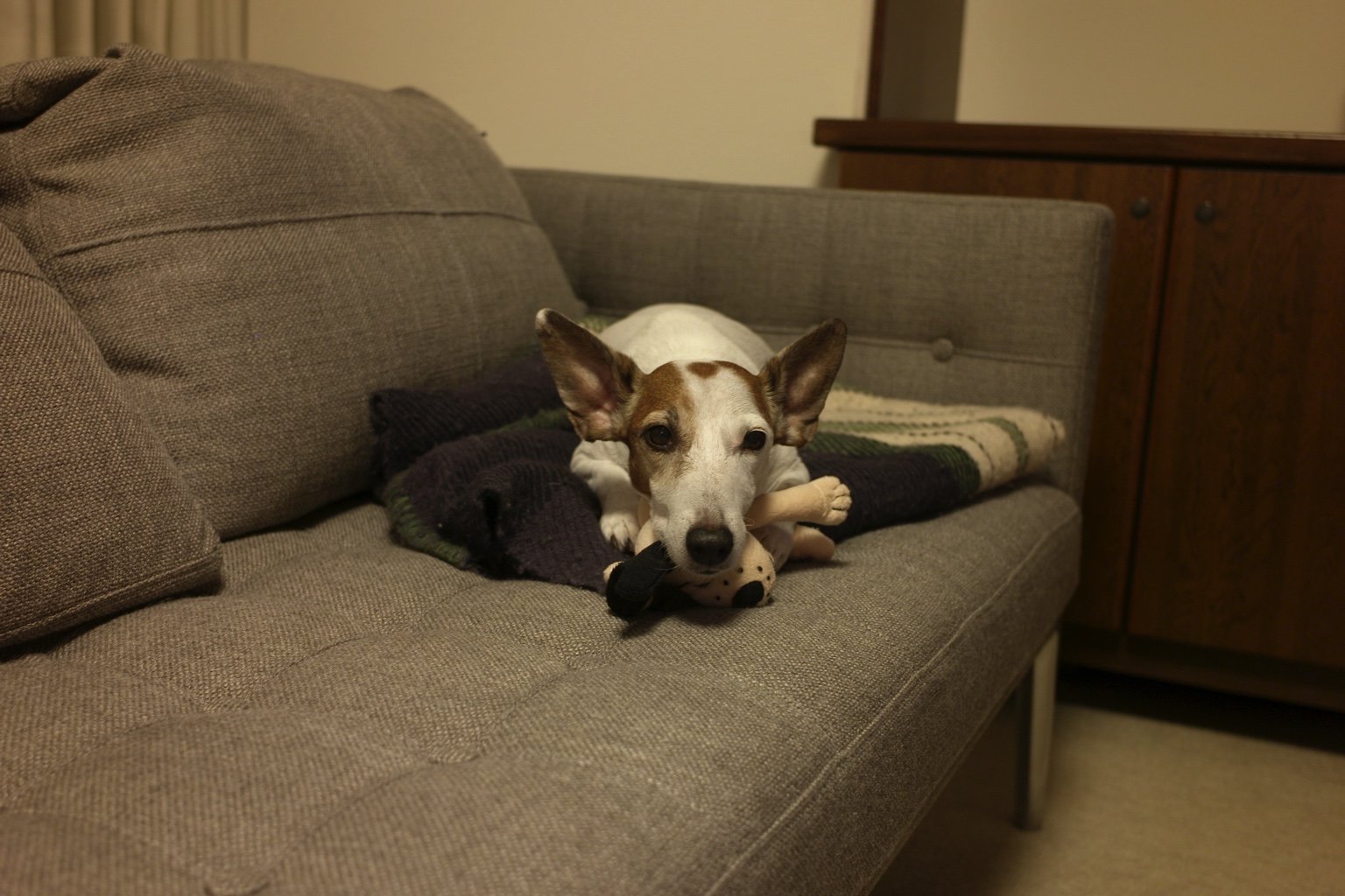 糸井 重里 はにゅうはすごい 犬もびっくり110点 T Co 5spfx7huyz Twitter