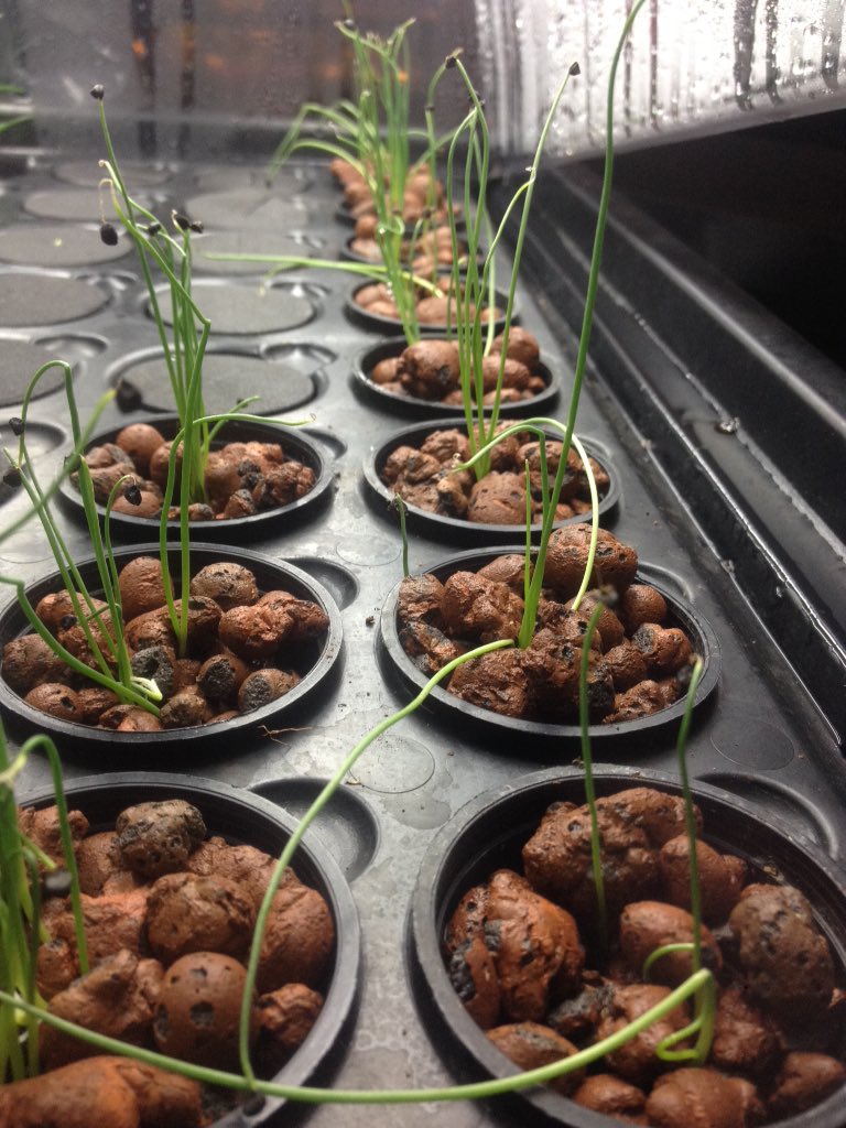 belfastindoorg1's tweet photo. #hydroponic #onions #ExtreamPropagator #aeroponics #GrowUrOwn https://t.co/RvnGMxJBjZ