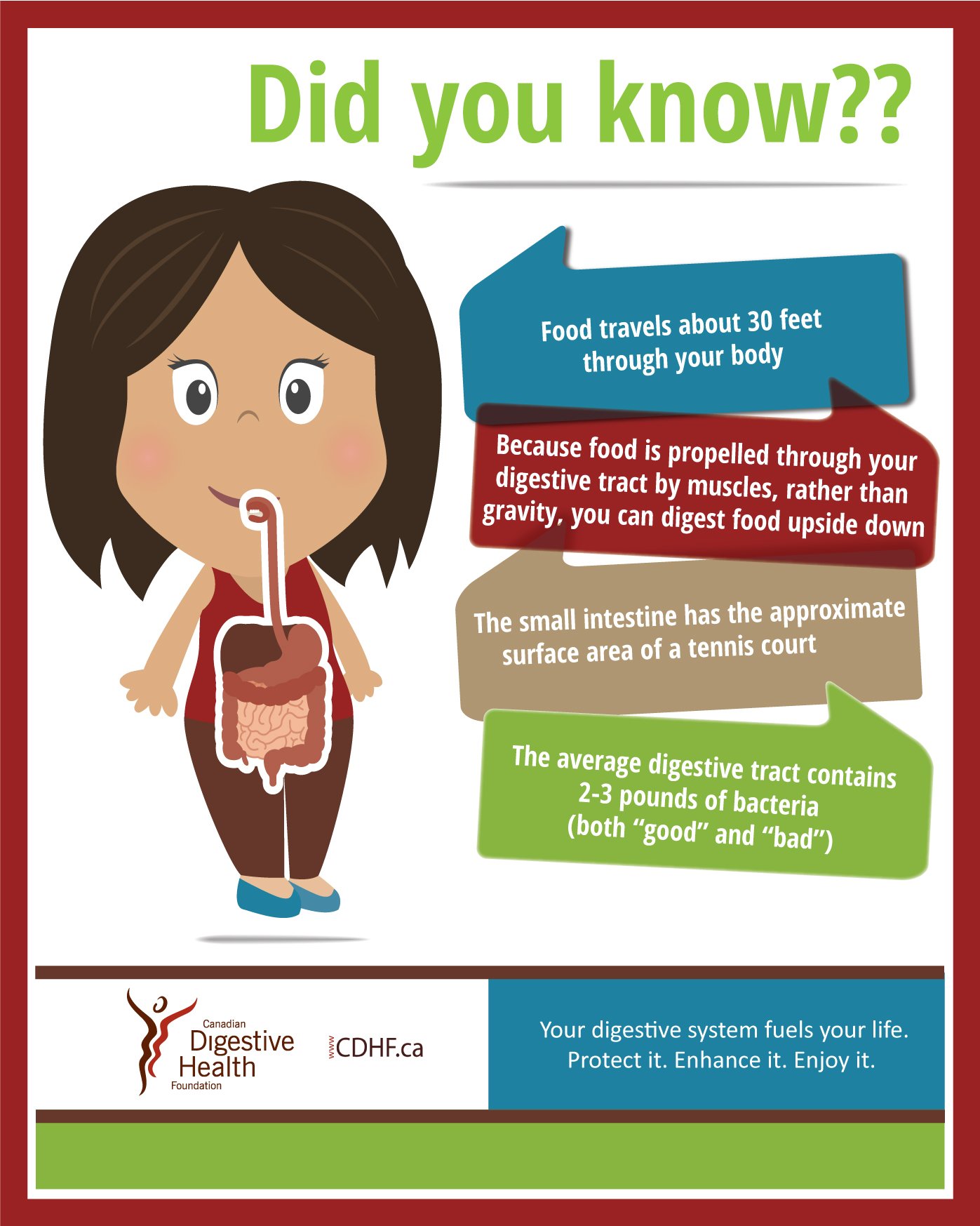 Cdn digestive health on twitter learn some fascinating facts about your amazing digestive 