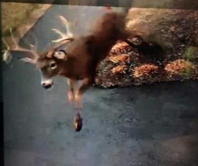 telegramdotcom's tweet photo. Deer makes run through 'safe' zone at North Brookfield police station https://t.co/ktARcyhWb5 @KimRingTG #NorthBro… https://t.co/PYuNCUYjnZ