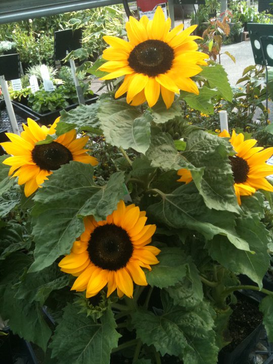 Keizer Nursery (KeizerNursery) Twitter