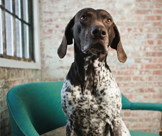 PetsPyjamas's tweet photo. Can't find a pet-friendly property? We can help... #letsforpets #petfriendlyplaces
https://t.co/RTHv2C59FF https://t.co/5LpnbyeUoq