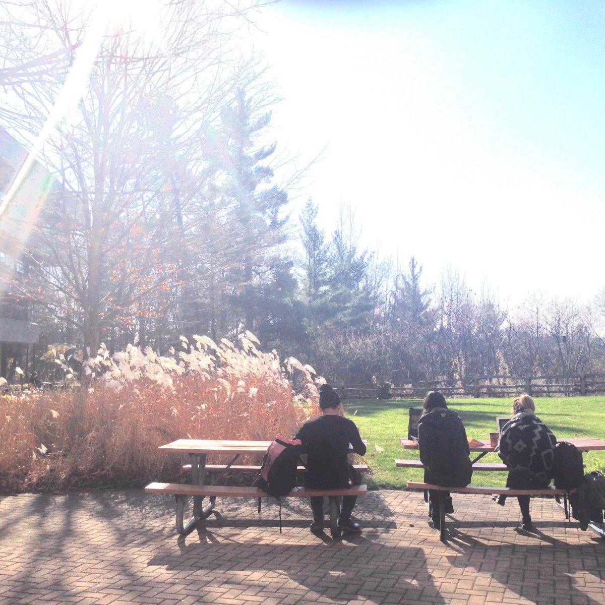 UofT's tweet photo. It feels like spring in December, #UofT. Might be a good day to combine your studying with sunshine! https://t.co/3zl5j3b9B1