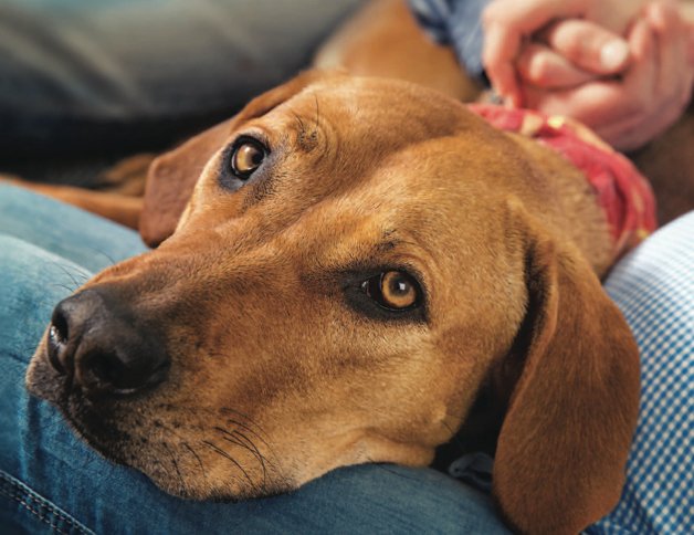 PetsPyjamas's tweet photo. Furry friends welcome too 🏡 🐶#letsforpets #petfriendlyplaces

https://t.co/RTHv2C59FF https://t.co/IIyvXXmNVH