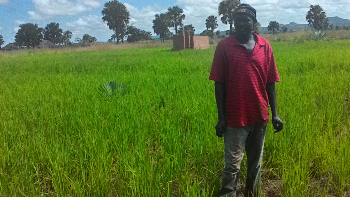 AgriSkills4You's tweet photo. Acaya AS4Y Farmer in Acholi previously earned ugx8m &amp; build a permanent house, expects better harvest this season. https://t.co/K6anEtEIMY