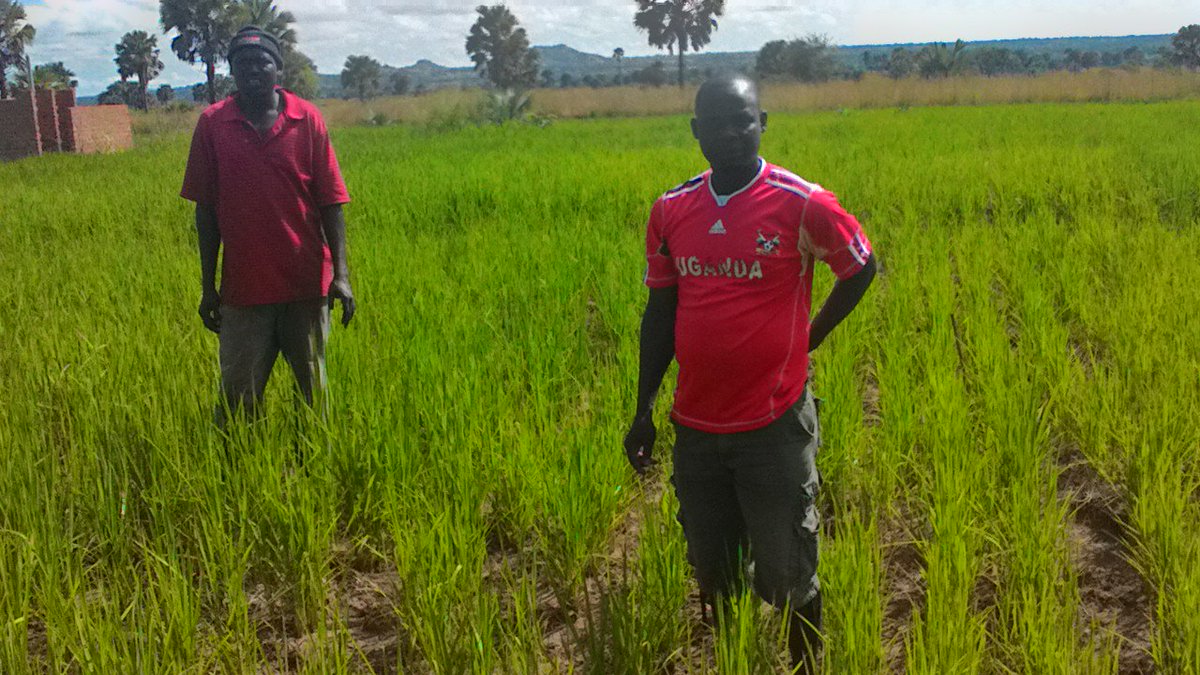 AgriSkills4You's tweet photo. Acaya AS4Y Farmer in Acholi previously earned ugx8m &amp; build a permanent house, expects better harvest this season. https://t.co/K6anEtEIMY
