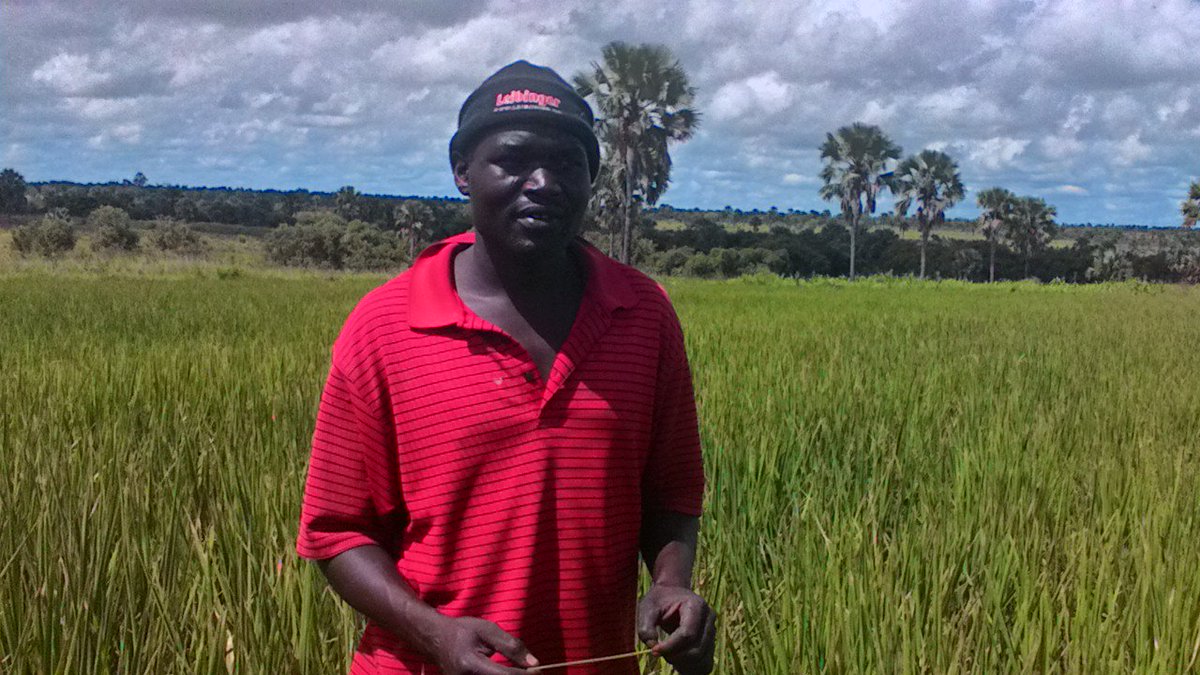 AgriSkills4You's tweet photo. Acaya AS4Y Farmer in Acholi previously earned ugx8m &amp; build a permanent house, expects better harvest this season. https://t.co/K6anEtEIMY