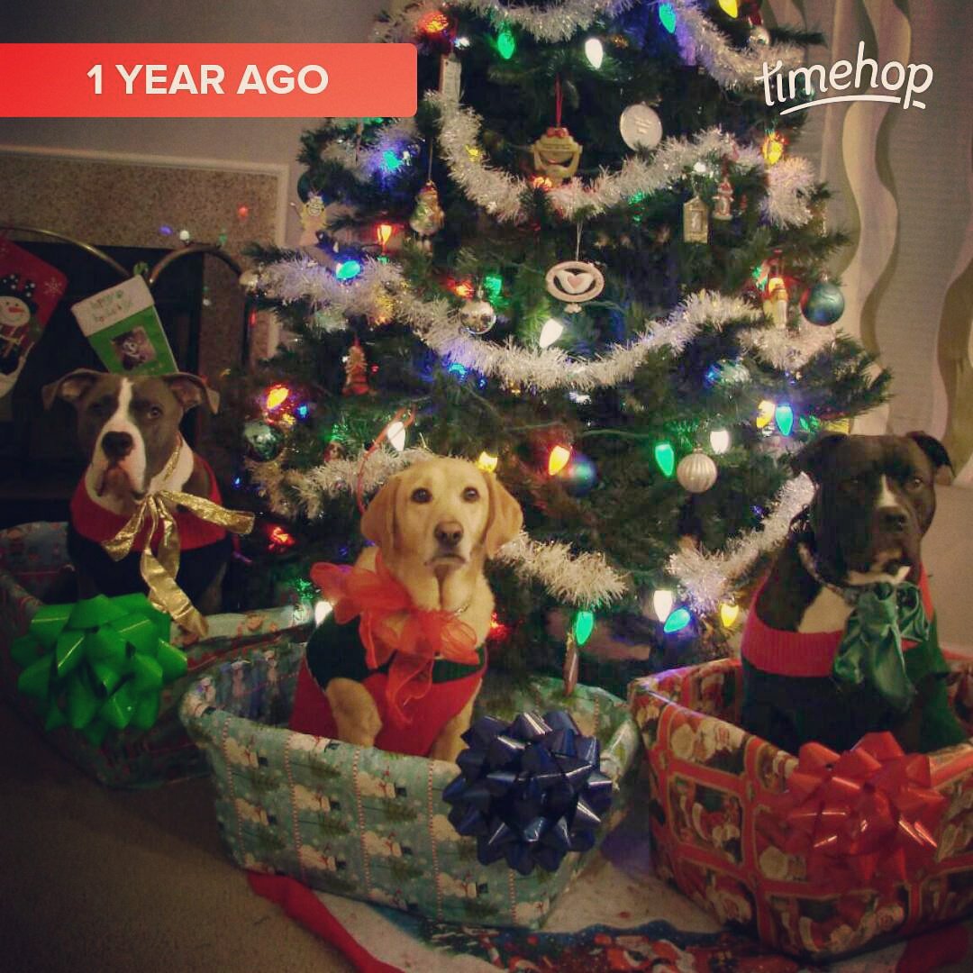 massa_pit's tweet photo. #fbf to last year's christmas card. 14 days! #RIPAxle #PitmasCountdown #merrychristmas #viciouspitbullfail https://t.co/r9otdlJK0w