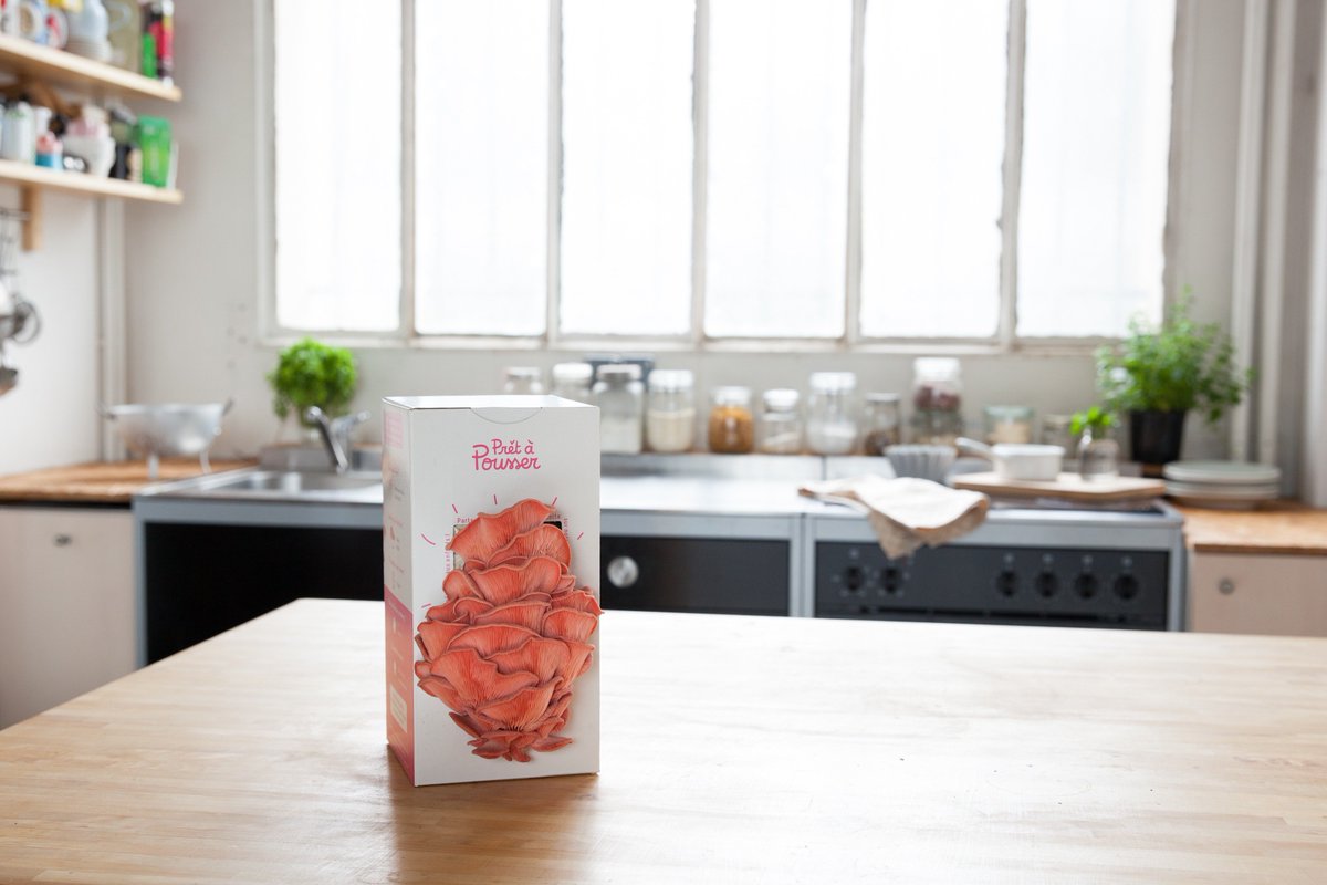 Pretapousser's tweet photo. #PourToiJePourrais faire pousser des pleurotes roses chez moi ! 🍄 😍 https://t.co/LbzgkT1D3l