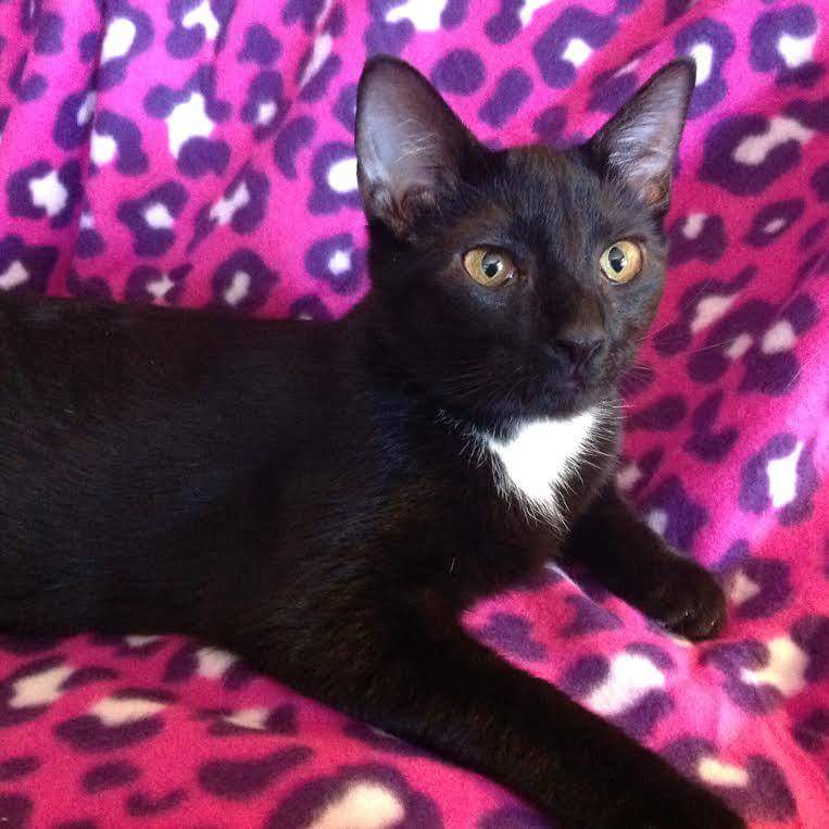 C2CNDrescue's tweet photo. Come meet our adoptable cats and kittens at Petsmart Concord &amp; Cornelius from 10-2 tomorrow! #Adoptacat @PetSmart https://t.co/AoFcwxUXpI