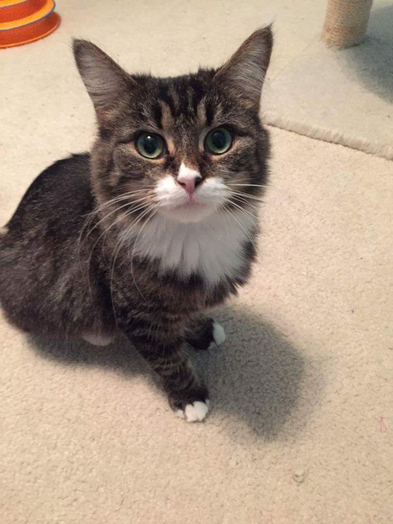 C2CNDrescue's tweet photo. Come meet our adoptable cats and kittens at Petsmart Concord &amp; Cornelius from 10-2 tomorrow! #Adoptacat @PetSmart https://t.co/AoFcwxUXpI