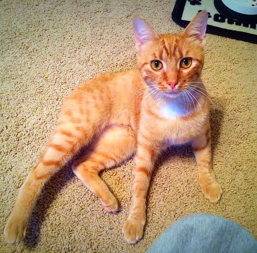 C2CNDrescue's tweet photo. Come meet our adoptable cats and kittens at Petsmart Concord &amp; Cornelius from 10-2 tomorrow! #Adoptacat @PetSmart https://t.co/AoFcwxUXpI