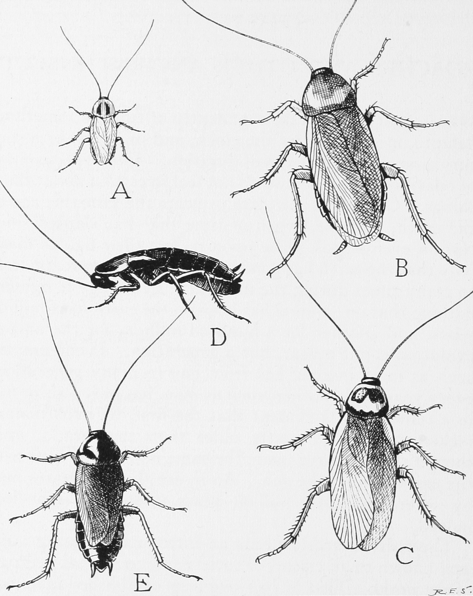 cintagliata's tweet photo. Fitting: cockroaches communicate with pheromone-laced poop. Latest for @sciam https://t.co/fLPWCG3iiw https://t.co/IWXFxwz6Hn