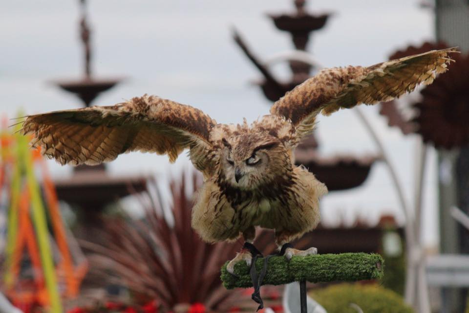 BritishIronwork's tweet photo. Falconry displays today #WeatherPermitting come and see the #Beautiful #BirdsOfPrey at #ForgeFalconry https://t.co/oqd1lnOz7r