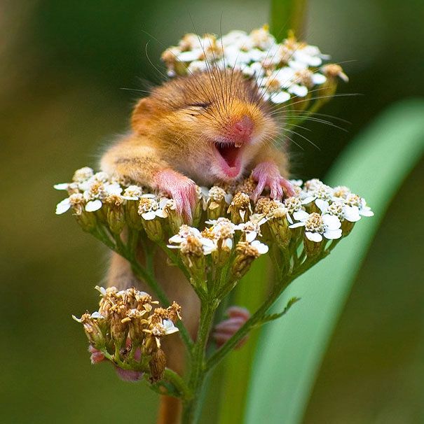 LandscapeEvent's tweet image. This guy has definitely got that #FridayFeeling! #Cute #FloralFriday
