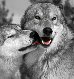 emreh94's tweet photo. #Ülkücüyüm sevgilim bi sorun mu var? https://t.co/VS4AHLJLfS